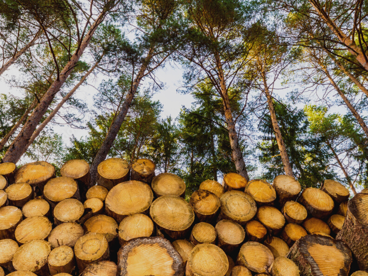 Cut trees stacked in a forest